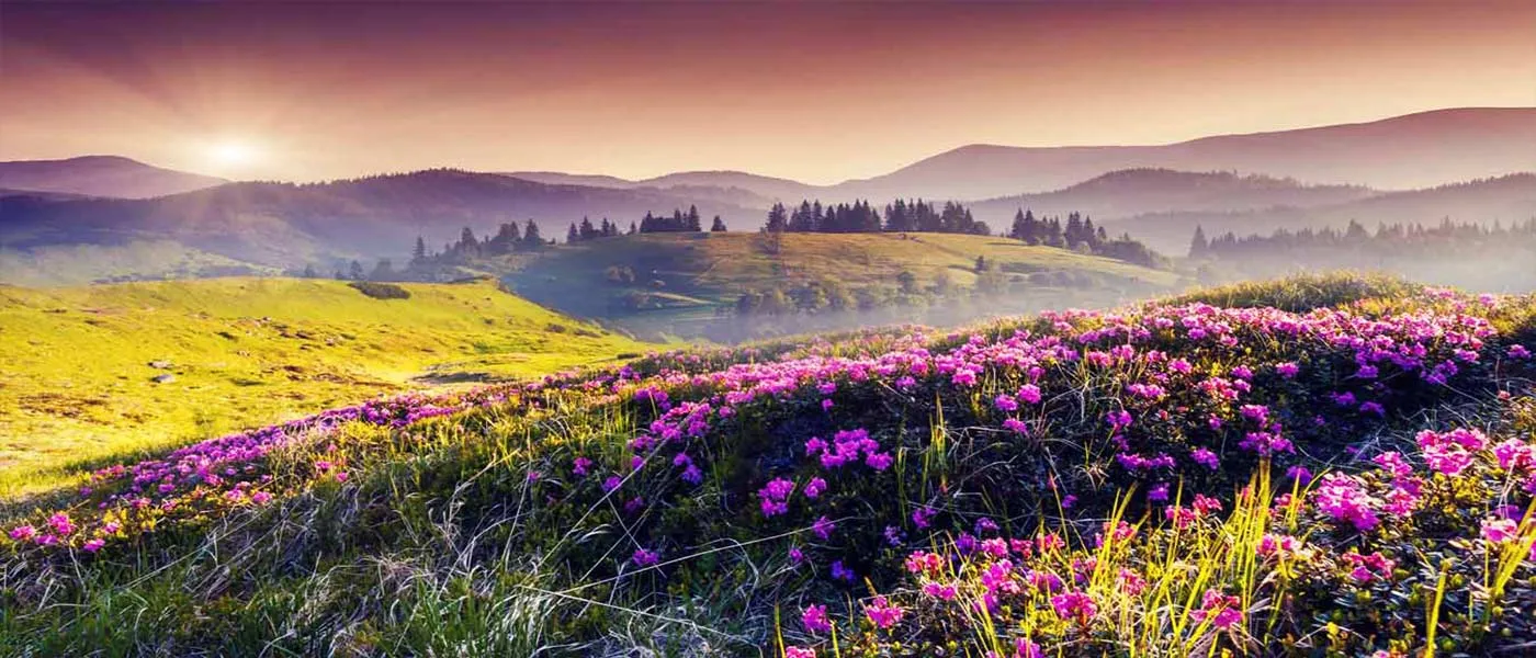Sunset light over the flowering hills