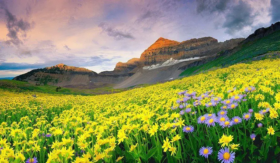 Golden and violet blooms carpeting the ridge